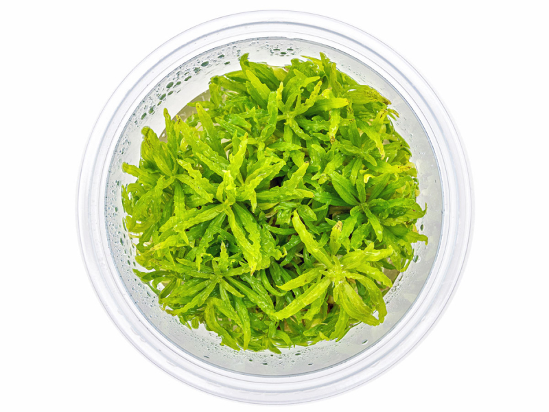 Kleiner Wasserstern - Pogostemon helferi in vitro